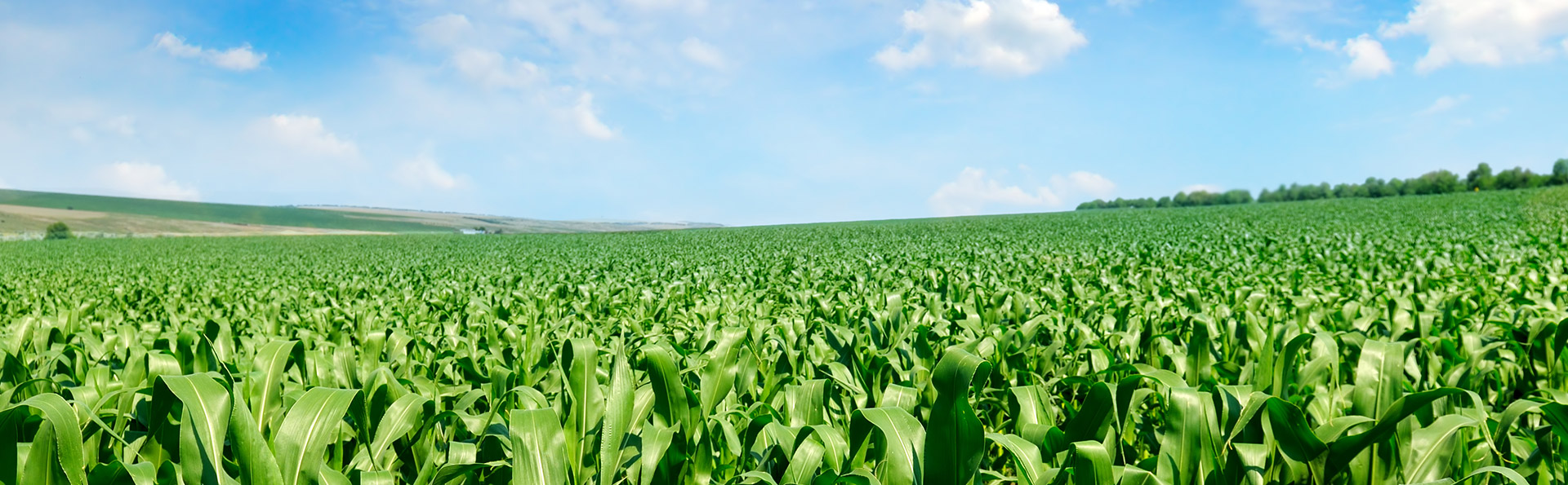 鋼筋滾籠機(jī)