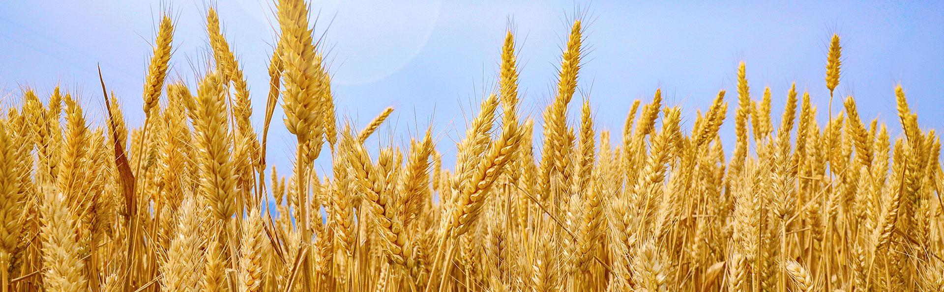 鋼筋滾籠機(jī)